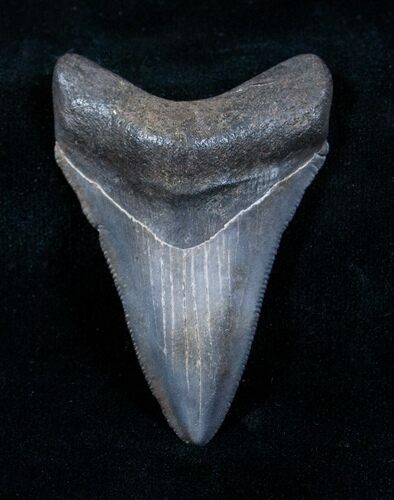 Nice Megalodon Tooth - River Find #3798